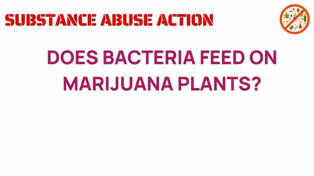 bacteria-feed-marijuana-plants