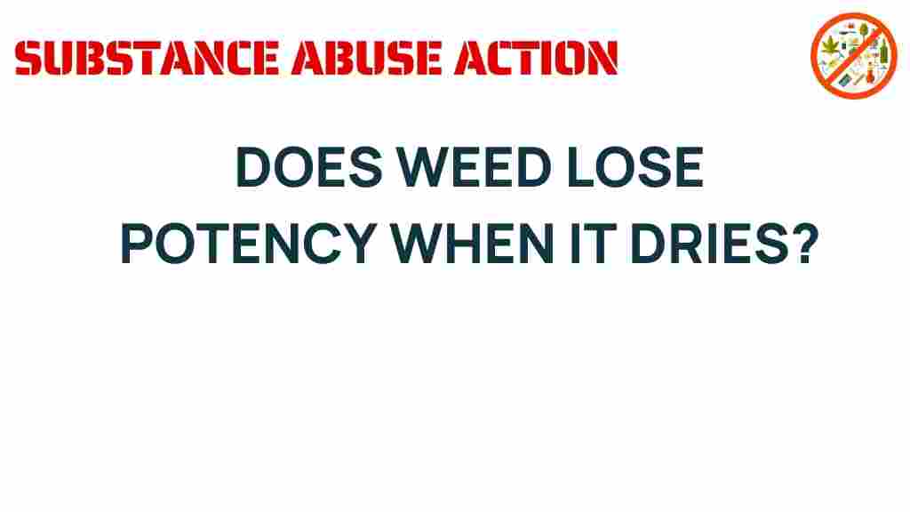weed-potency-drying