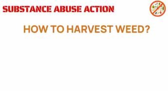 The Art of Cannabis Cultivation: Mastering the Harvesting Process