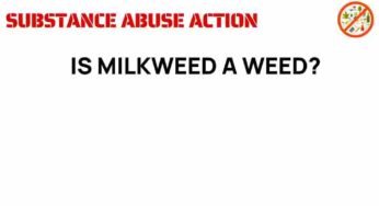 Is Milkweed Really a Weed? Unraveling the Truth Behind This Plant