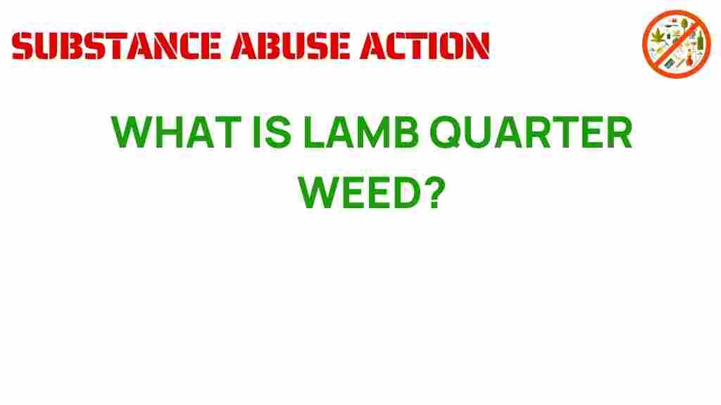 lamb-quarter-weed