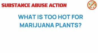 The Surprising Temperature Limits for Thriving Marijuana Plants