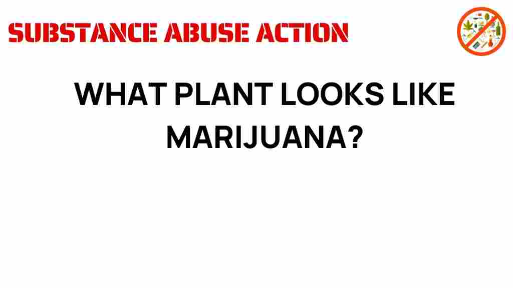 marijuana-lookalikes-plant-identification