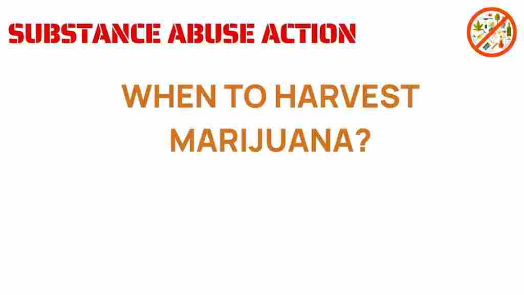 timing-harvest-marijuana