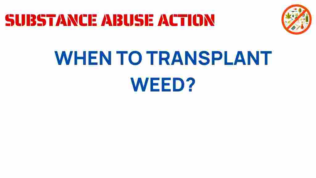 cannabis-transplanting-timing