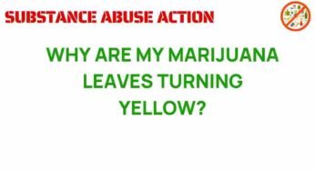Unveiling the Mystery: Why Are My Marijuana Leaves Turning Yellow?