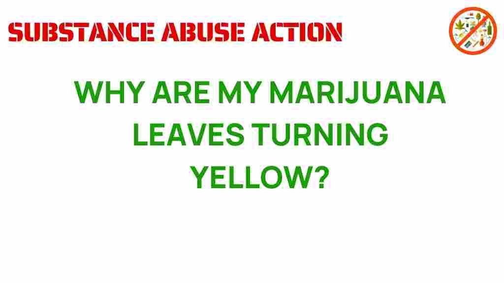 marijuana-leaves-turning-yellow