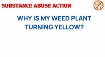 Unraveling the Mystery: Why Is My Weed Plant Turning Yellow?