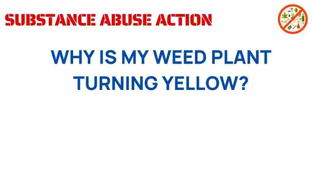 weed-plant-turning-yellow